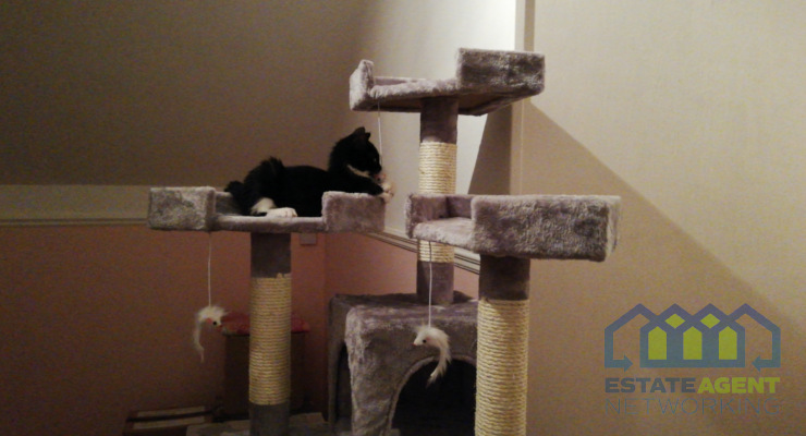 Cat Trees and Scratching Posts