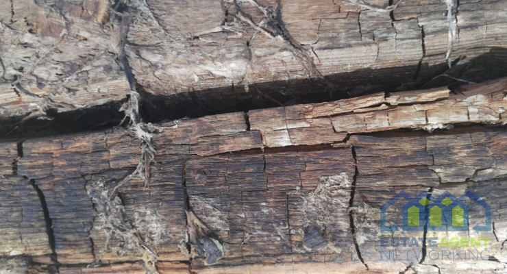 Damaged timber from Dry Rot